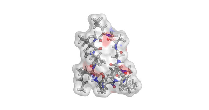 Cyclosporin A, cyclic undecapeptide calcineurin inhibitor and immunosuppressant drug used to prevent organ transplant rejection and treat autoimmune conditions, 3D molecule 4K