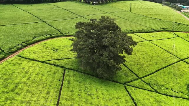 Kericho, Kenya - 26 August 2026: Aerial view of a large tree standing in the middle of a lush green tea plantation with geometric rows and surrounding forest.