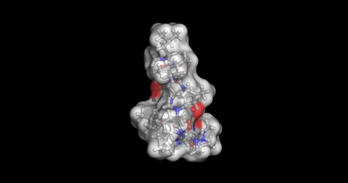 Cyclosporin A, cyclic undecapeptide calcineurin inhibitor and immunosuppressant drug used to prevent organ transplant rejection and treat autoimmune conditions, 3D molecule spinning, 4K