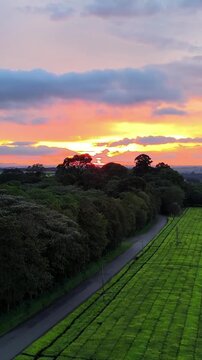 Kericho, Kenya - 26 August 2026: Aerial view of lush green tea plantations at sunset with vibrant clouds and rolling hills.