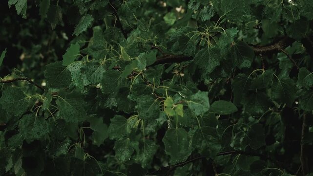 Close-up of aspen tree branches with trembling in breeze dark green leaves covered in water droplets. Smooth diagonal camera movement along wet lush foliage after the rain. Moody botanical background