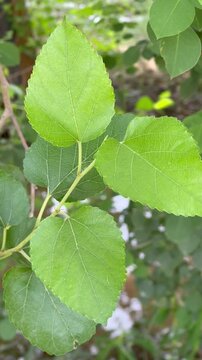 Close-Up of Fresh Green White Mulberry Tree Leaves (Morus alba) in a Garden 