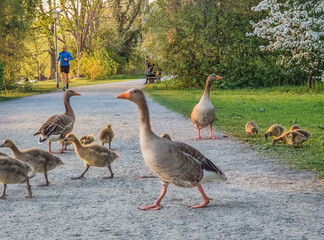 Goose Family with Goslings Crossing a Park Path © Vaiva