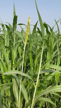Lush Green Millet Crop Field Under Blue Sky