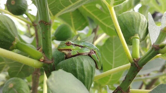 European tree frog, Hyla arborea with green color camouflaging it with environment sits on fig fruit on bush of Ficus carica, Fig brown turkey - close-up, slow motion. Topic: protective camouflage