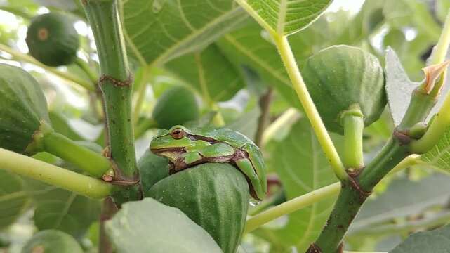 European tree frog, Hyla arborea with green color camouflaging it with environment sits on fig fruit on bush of Ficus carica, Fig brown turkey - close-up, slow motion. Topic: protective camouflage