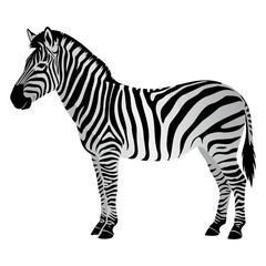 Obraz premium Zebra illustration isolated on white background for wildlife design projects