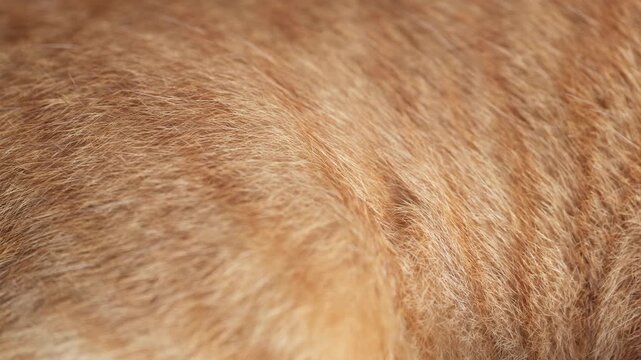 Macro close-up shot showing detailed texture and pattern of orange tabby cat fur