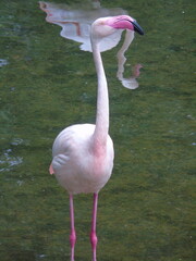 pink flamingo  © Nina