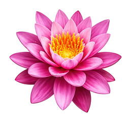 Obraz premium PNG Vibrant pink lotus flower with yellow center.