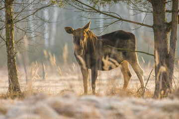An elk at dawn in the Białowieża Forest in the Podlasie region of Poland, shrouded in fog © Tomasz