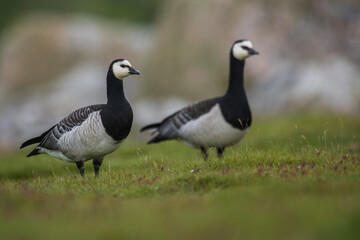 Barnacle goose in Sweden on the Baltic coast, on the grass © Tomasz