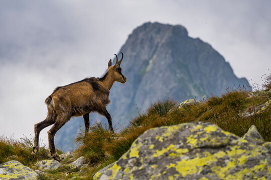 Mountain chamois in the Tatra National Park