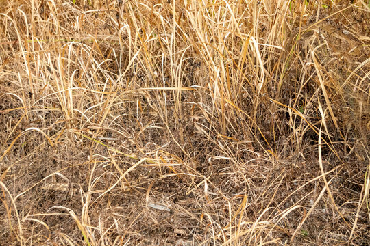 Close up view of a patch of dead or dormant grass dry and golden brown covering the ground. The vegetation appears parched, likely due to seasonal changes, drought, or a lack of moisture.