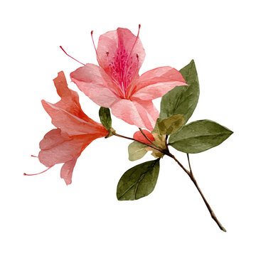 Azalea Leaf, watercolor illustration vector, isolated on a white background.