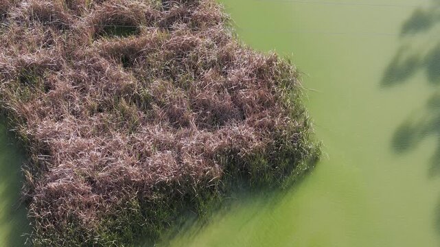 Lysterfield, Victoria, Australia - 27 August 2026: Aerial view of dry reeds in a green algae-covered pond at Boral Quarries.