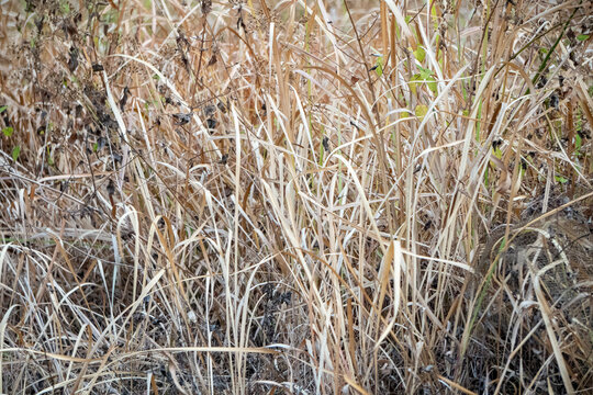 Patch of dry grass in a state of dormancy, with a few green shoots emerging from the base. It consists mostly of light brown or straw colored dry blades.