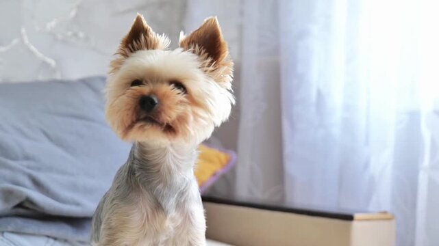 Yorkshire terrier posing, in bedroom with light blue bedding and white curtains, with bed, curtains, from a frontal view with slight angle to perspective, with light blue, white accents.
