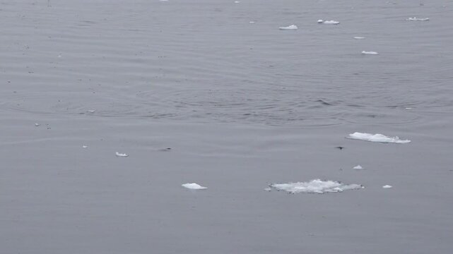 Gentoo penguins porpoising through Antarctic waters, repeatedly leaping from the sea while swimming among floating pieces of ice near the Western Antarctic Peninsula