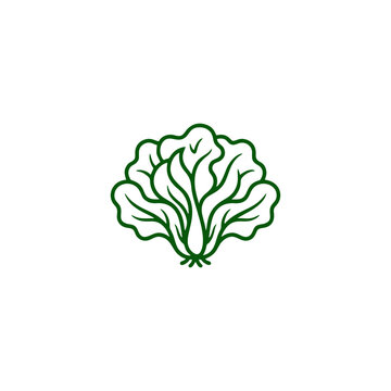 Minimalist vector illustration of fresh green organic lettuce head icon