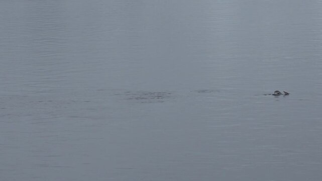 Group of gentoo penguins porpoising through Antarctic waters beside floating ice in the Western Antarctic Peninsula