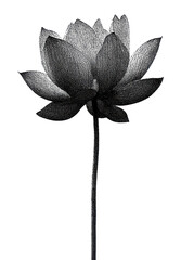 Obraz premium PNG Elegant monochrome lotus flower illustration