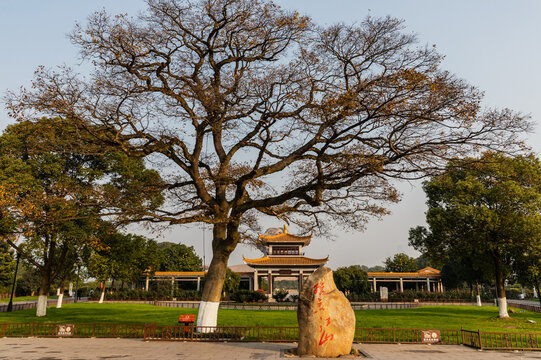 Ancient Tree and Orange Stone Sculpture, Changsha China Temple Park