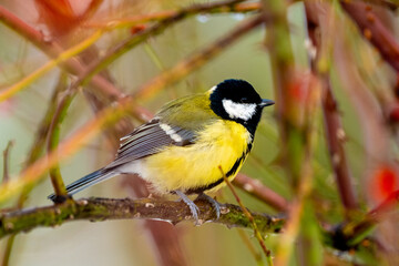 Great Tit Sitting On Bush Branch © tan4ikk
