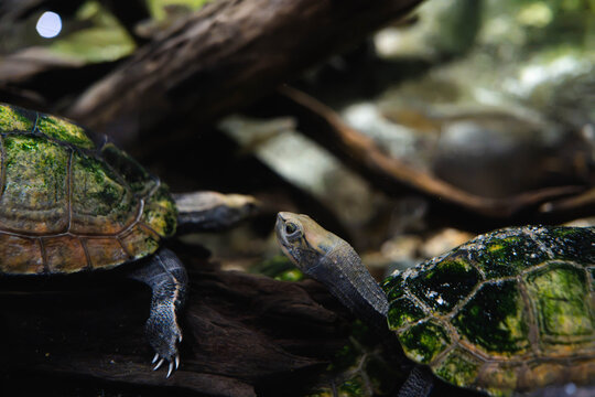 Two Freshwater Turtles Facing Each Other on a Log