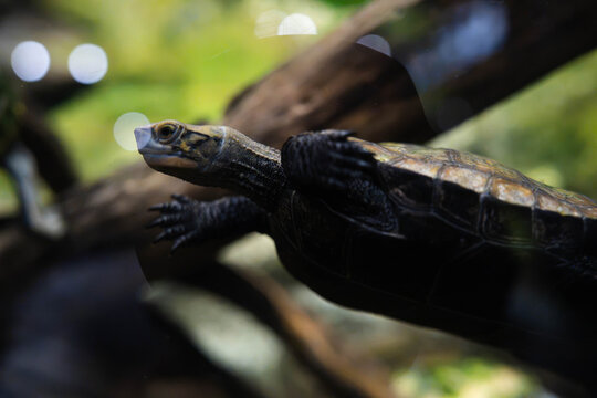 Freshwater Turtle Resting on a Rock in an Aquarium