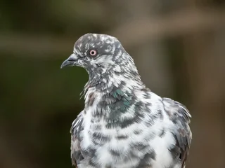 Feral or Rock Pigeon or Dove bird, Columba livia, Thailand © Elenarts