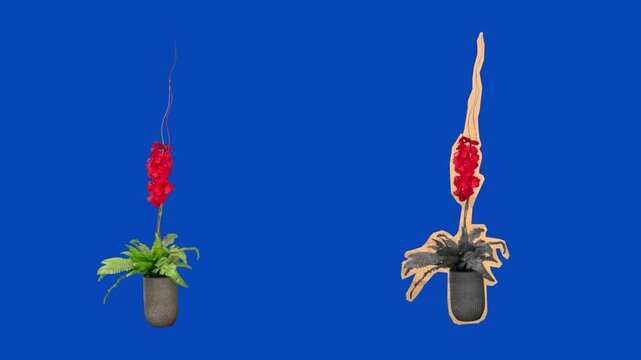 Animated red anthurium potted plant unfolding paper cutout on blue screen, reative intro effects, and tropical animation elements.