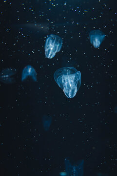Blue Jellyfish Floating in a Dark Aquarium