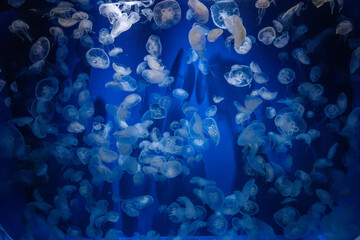 Large Group of Jellyfish Floating in a Blue Aquarium © kurileon