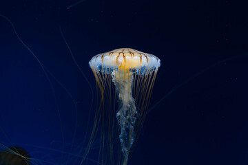 Long Tentacle Jellyfish Floating in Deep Blue Water © kurileon