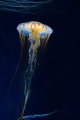 Long Tentacle Jellyfish Floating in Deep Blue Water © kurileon
