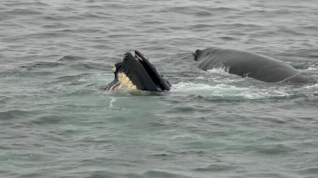 Humpback whales surfacing and feeding at the sea surface in Antarctic waters, with one whale raising its head and open mouth beside another whale
