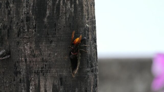 Close Up Shot of Asian Hornet Perched on Old Wooden Surface Near Nest Hole - Wild Insect, Stinging Bug, and Natural Pest Concept
