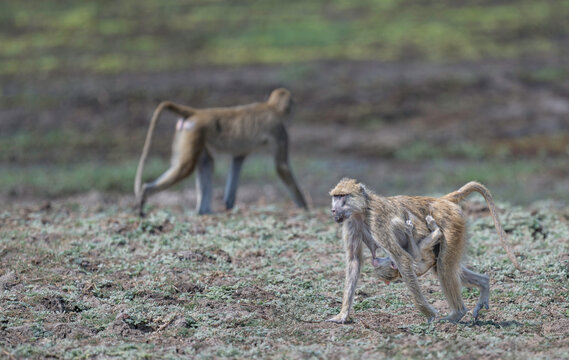 A mother baboon carries her infant close as she moves across the Zambia landscape, while another member of the troop passes in the opposite direction. A quiet glimpse of the strong bond between mother