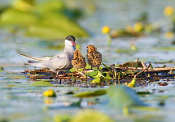 Whiskered Tern (Chlidonias hybrida) standing on its floating nest with two small downy chicks. © VOLODYMYR KUCHERENKO