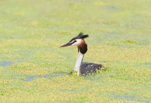 Great Crested Grebe (Podiceps cristatus) swimming in water covered with green duckweed, showing its distinct dark crest and reddish-chestnut neck ruff.