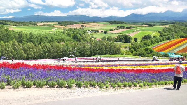 Hokkaido, Japan - Aug. 13, 2026 :Panoramic view of vibrant rainbow flower fields and rolling hills in Shikisai no Oka with orange marigolds in foreground, Biei, Hokkaido, Japan
