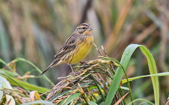 Yellow-breasted Bunting on Rice Paddy, Yichang Wetland, China