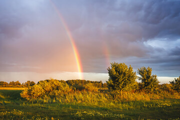 Obraz premium Vibrant double rainbow over a golden summer field with green trees under a dramatic stormy sky.