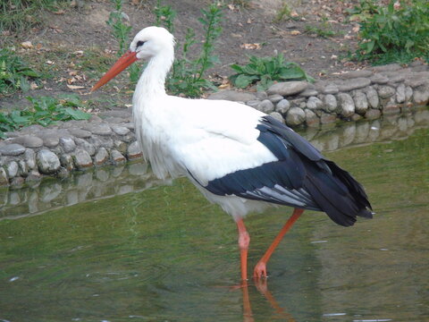 white stork (Ciconia ciconia)