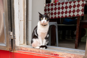 Black and White Cat Sitting in a Doorway © HoangNgoc