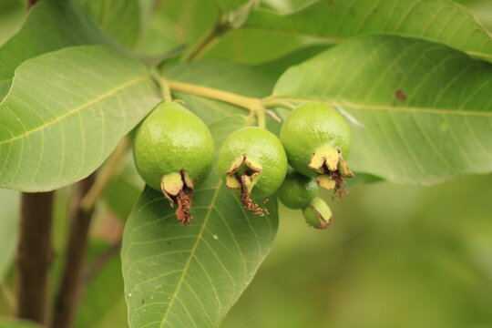 Green Guava