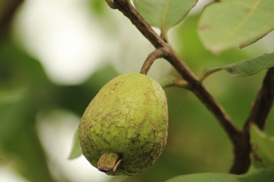 Green Guava