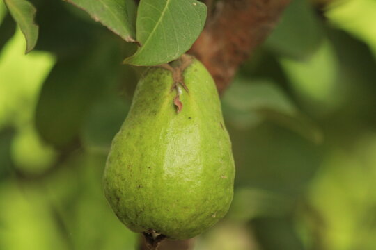 Green Guava