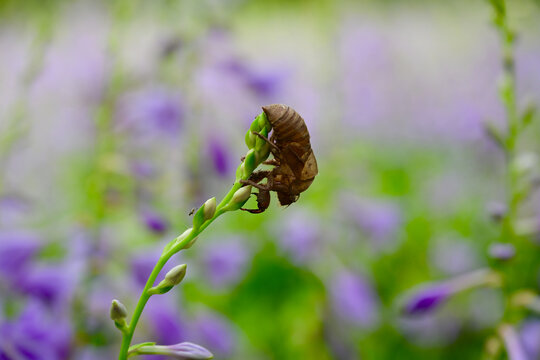 Brown cicada shell on green flower stem with purple blossoms